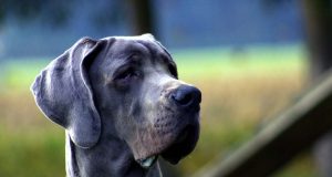 Vet Exposes Sugary Secret of Pet Treats