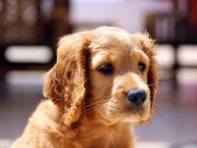 Backyard Birds and Bird Feeders