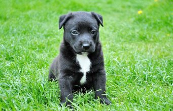 If You Eat Meat You Need To Know These 5 Facts