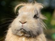 5 Ways to Prepare Your Backyard for Birds