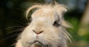 Male Sloths Are Not Lazy, Study Confirms