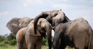 Celebrating the 10th Anniversary of our Sanctuary