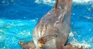 Tougher Laws Against Animal Fighting