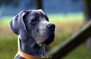 6 Animals that Went Viral Around the World